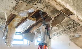 Why You Should Choose Our Mold Remediation Services in Martinez, CA